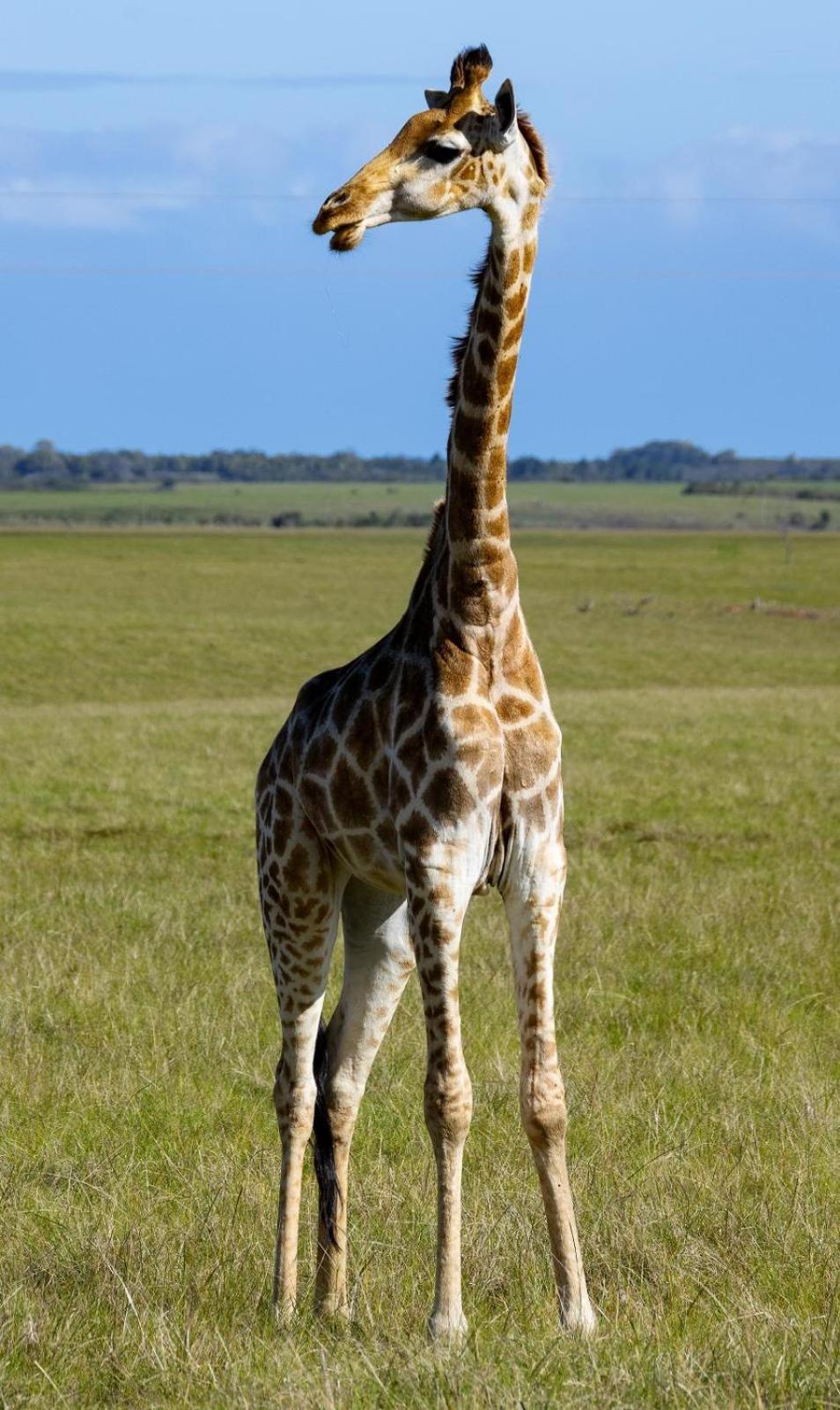 Belle Balance Bush Alojamento de Turismo Selvagem Plettenberg Bay