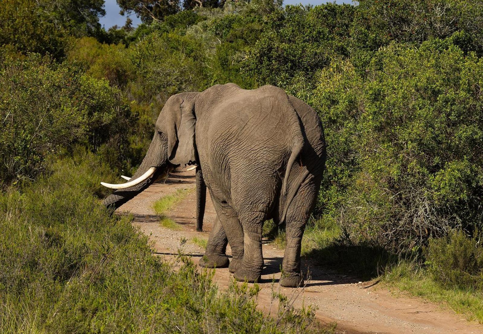 Alojamento de Turismo Selvagem Belle Balance Bush *